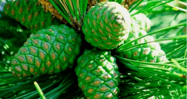 Gréng Péng Kegelen