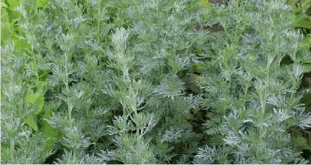 Wormwood vu Parasiten